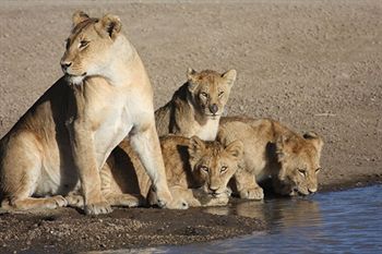 Serengeti Serena Safari Lodge