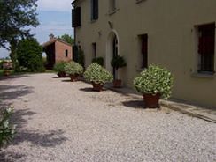 Alla Cedrara