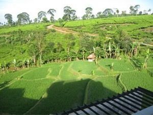 Tea Garden Resort