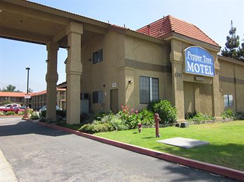 Pepper Tree Motel
