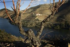 Quinta do Pego