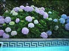 Hortensia Lodge