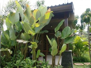 Kubu Sari Villa