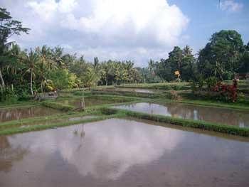 Ala's Green Lagoon